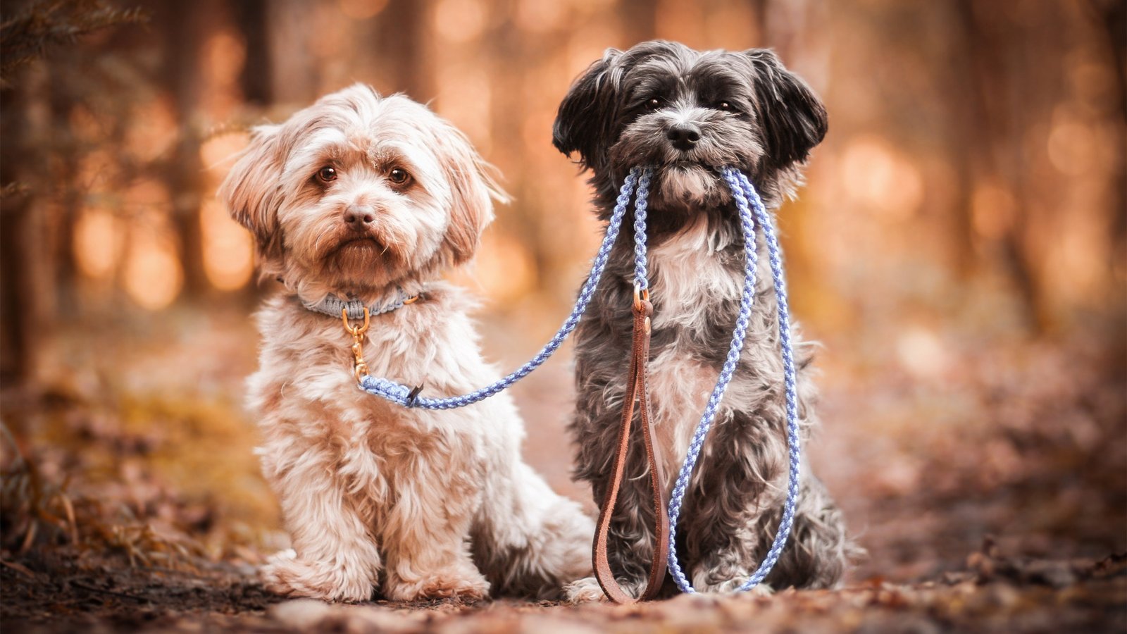 织梦后台首页最新文档不显示分类信息内容模型文章的解决办法