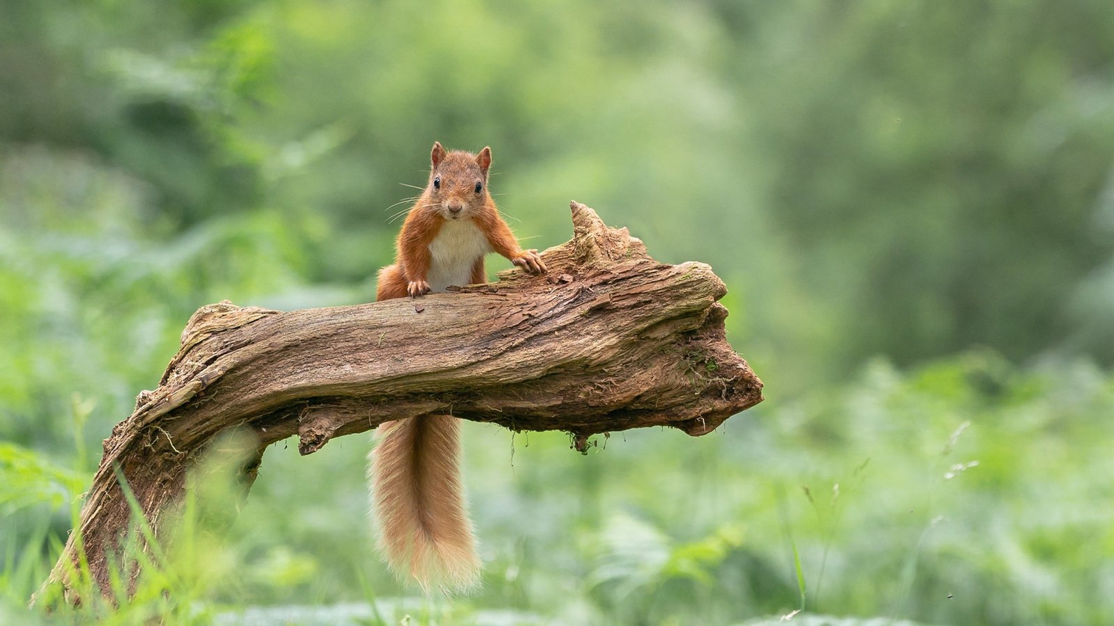 开发者搜索上线,程序员的良品搜索