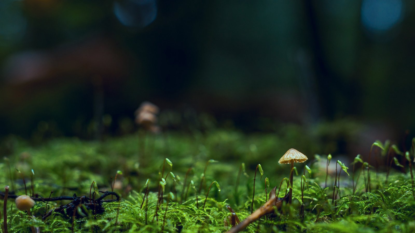 免费网站统计 - 免费的网站统计平台