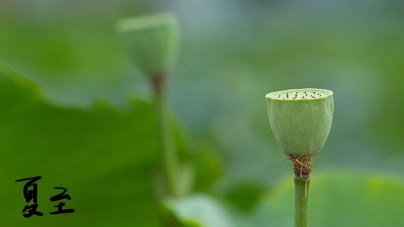 头条热搜榜:头条搜索不收录怎么办