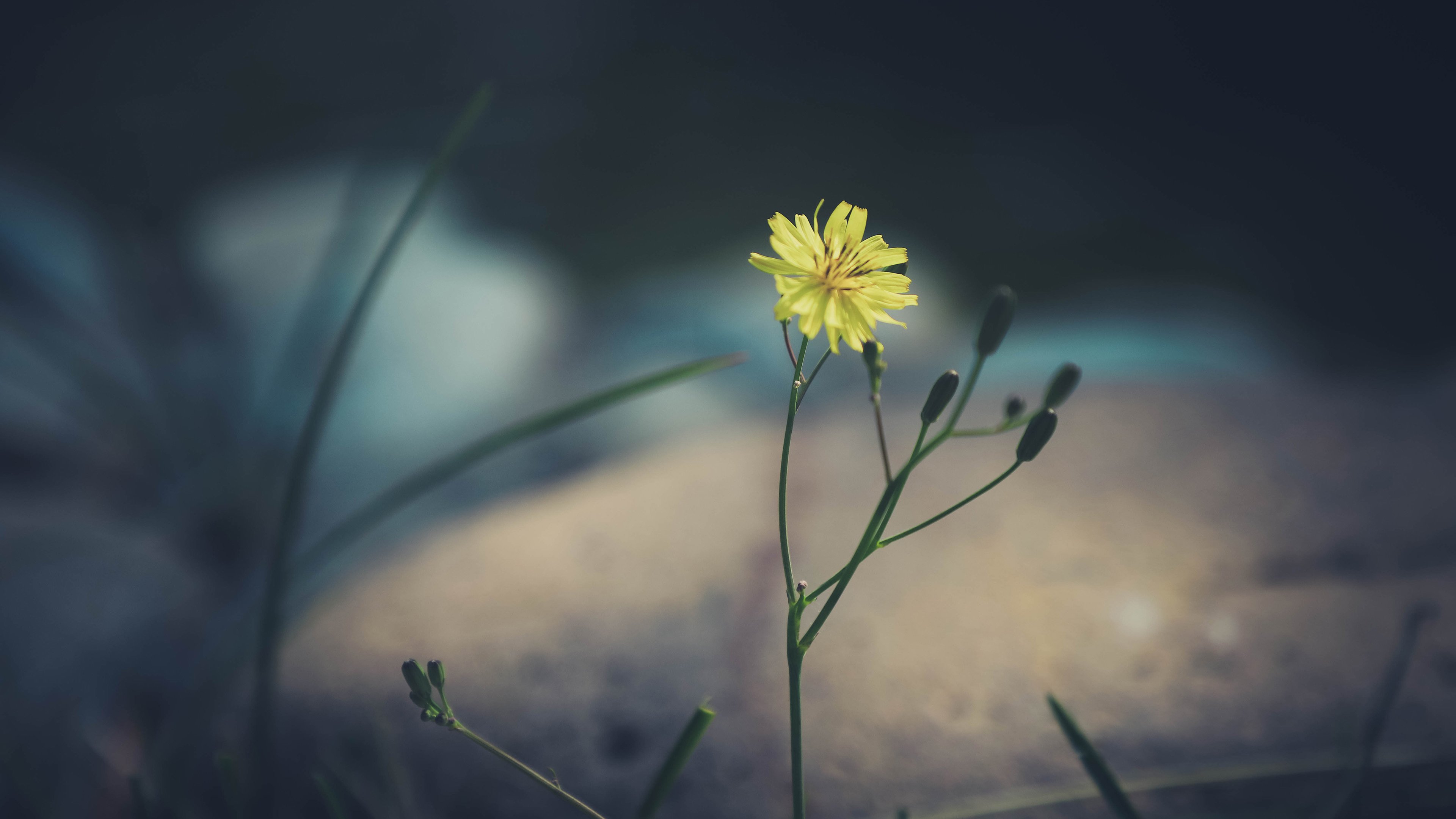 植物