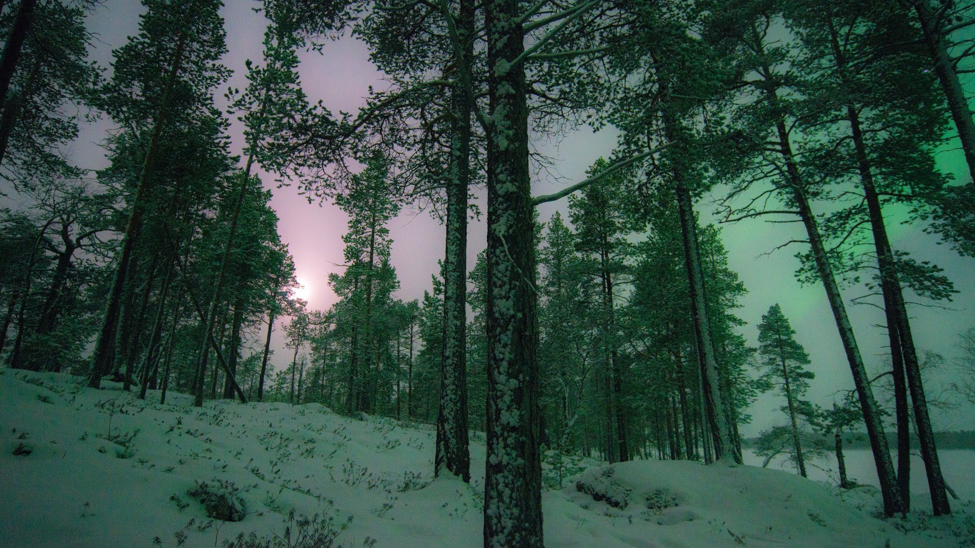 自然风光,极光,夜晚,树林,雪地,风景大片