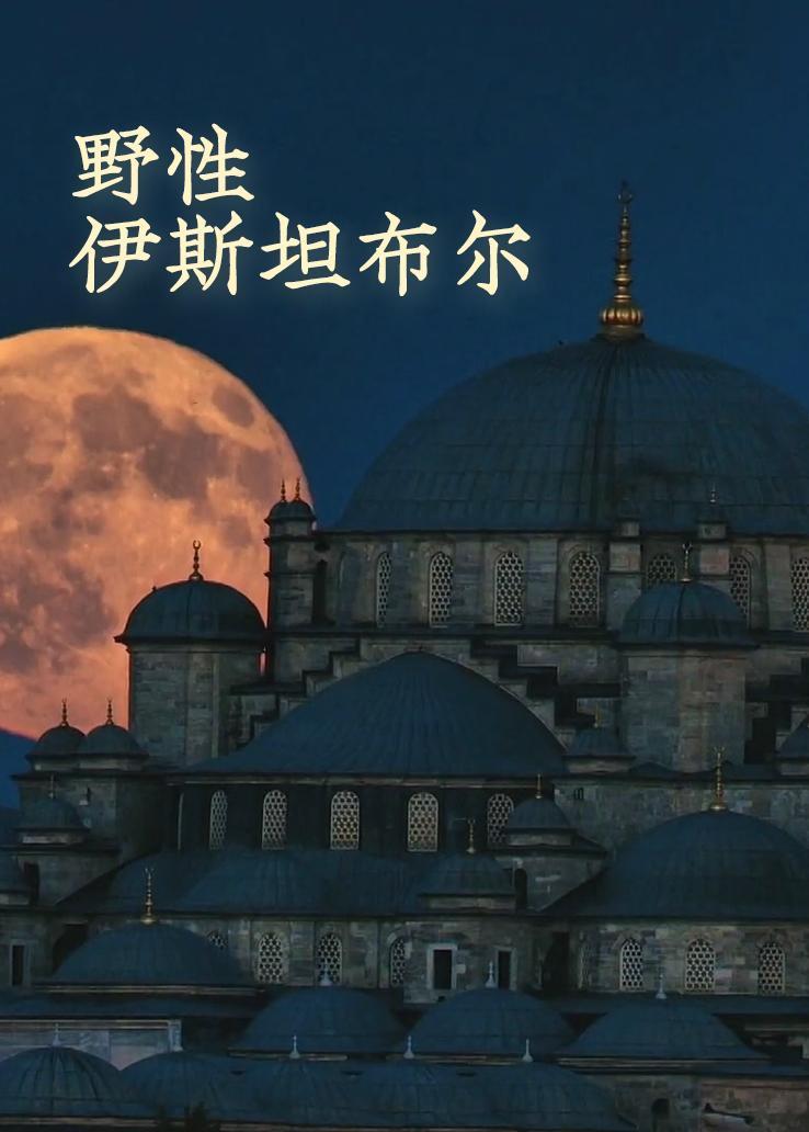 野性伊斯坦布尔