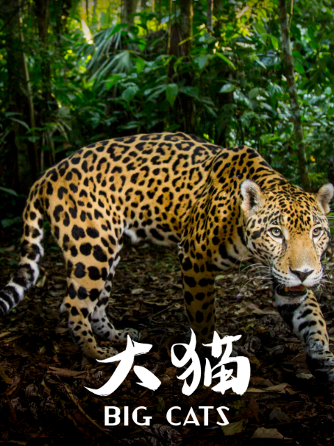 大猫（中配版）