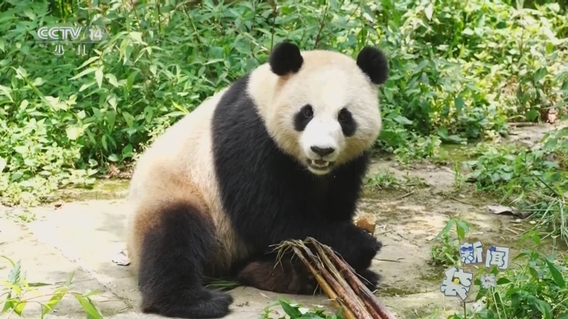 新闻袋袋裤