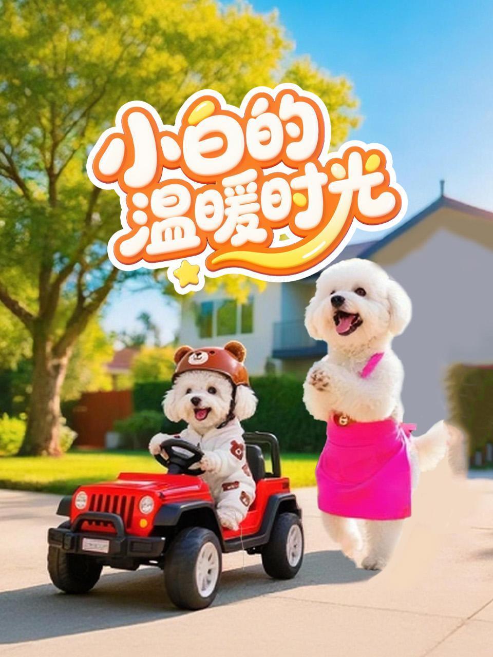小白的温暖时光