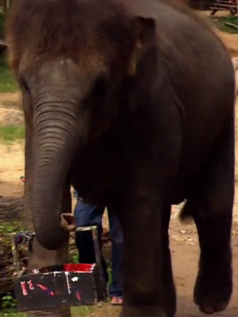 非凡动物 第一季