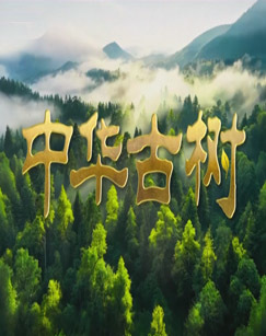 中华古树