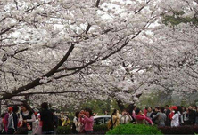 珞珈山•寻樱——记武大樱花节