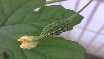 金荔枝