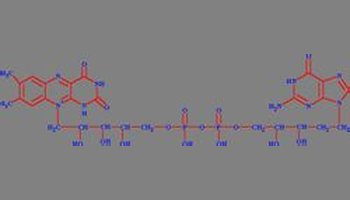 flavinadenindinucleotide; riblflavin-5"-adenosine-diphosphate