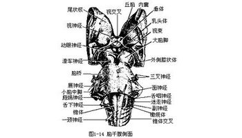 正中沟的两侧为薄束结节和 楔束结节,其中分别隐有薄束核与 楔束核