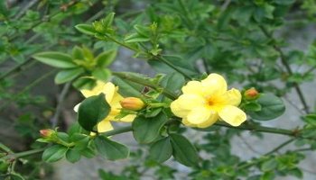 云南黄素馨