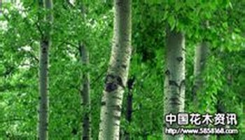 生长习性 繁殖 观赏应用 药用价值 生态环境 特点 毛白杨一种植物