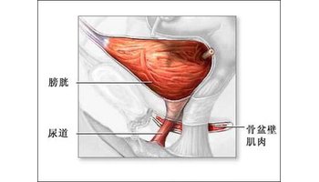 阴道前壁的支持组织主要是耻骨膀胱宫颈筋膜及泌尿生殖隔得深筋膜