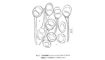 形态特征 夏孢子堆生于叶两面,椭圆形,长0.