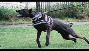文 名 豹犬 俗名别名 番兽  英 文 名 canis panther  原 产 地 美国