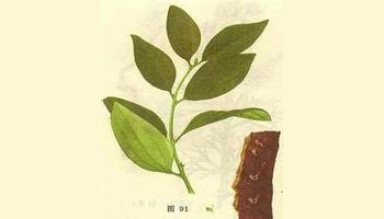 【出处】《云南中草药》  【别名】柴桂,小华草,香叶子树 【来源】为