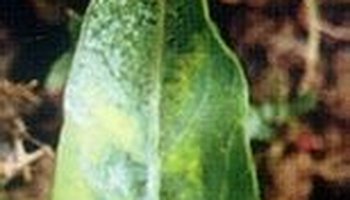 蕹菜病毒病