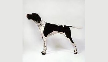 简 介全名:英国指示猎犬  别名:英国向导猎犬,英国指示犬,英国向导