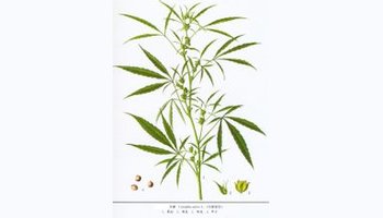 麻根