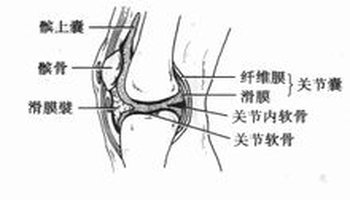 软骨的形状与骨关节面的形状一致.