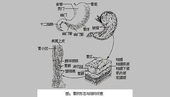 常分成几个部分而构成复胃,如牛的胃可分为4个部分(见反刍胃),复胃中