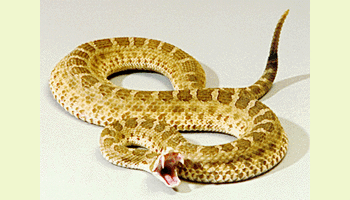 像其他响尾蛇一样,角响尾蛇的尾部有响环,这是由它身上一系列的干