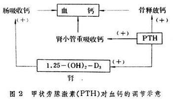 吸收,而抑制磷的重吸收,因此甲状旁腺激素增加时可引起高血钙与低血磷