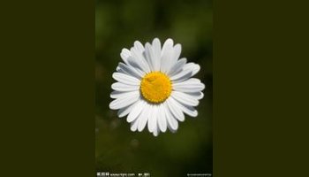 母菊花