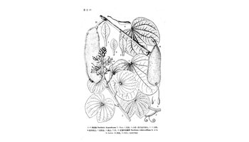 中国植物志原版墨线图