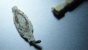 幼虫肥大,胸足和臀足发达,腹足退化呈跖状吸盘.