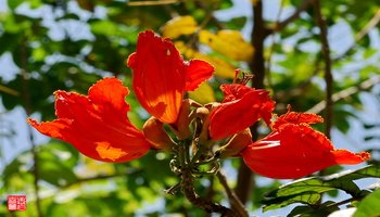 种别名 :喷泉树(香港),火烧花(中国种子植物科属辞典),苞萼木 科中文