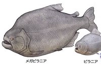 帕兰巨食人鱼(megapiranha paranensis)和纳氏锯脂鲤(pygocentrus