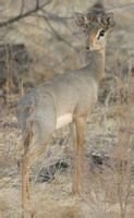 犬羚属(madoqua)是一些体型细小的羚羊,英文名称为dik-dik,就是以它们