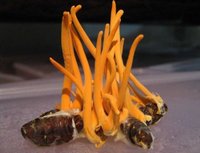北虫草