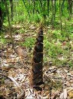 南岳观音笋