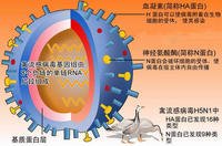 病毒)引起的传染性疾病,被国际兽疫局定为甲类传染病,又称真性鸡瘟或