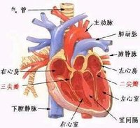 左右心房之间和左右心室之间均由间