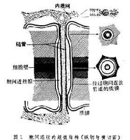 胞间连丝