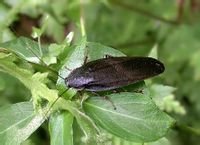 分类地位昆虫纲 insecta 蜚蠊目 blattaria 姬蠊科 phyllodromi