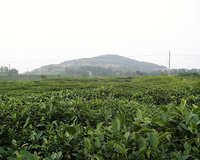 君山银针茶_360百科