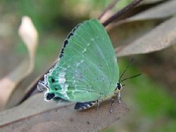 绿底小灰蝶_360百科