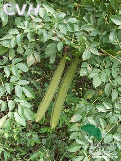 木蝴蝶属_360百科