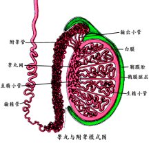 男性<em>结扎手术后遗症</em>_男性结扎手术_男性结扎