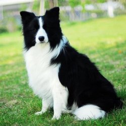 边境牧羊犬_360百科