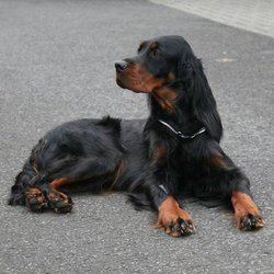 戈登雪达犬_360百科