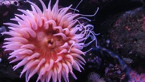 Photo by Mydhili Bayyapunedi,https://www.flickr.com/photos/my_life_and_me/432478507/