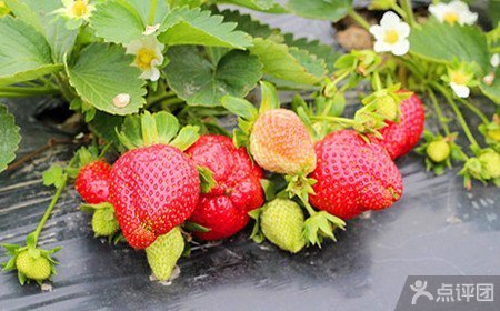 浙江草莓园1斤草莓采摘券【6.3折】_广州旅游