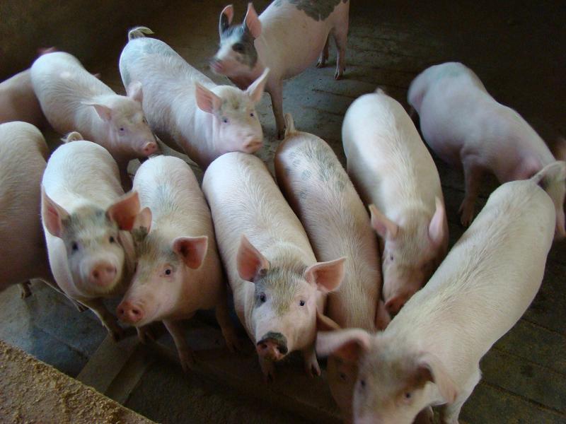 种植业中药材_种植业收入(3)